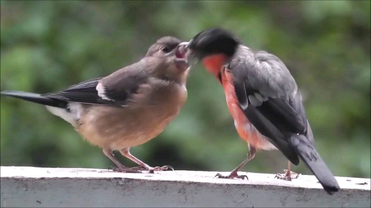 Most Beautiful Birds Around the World