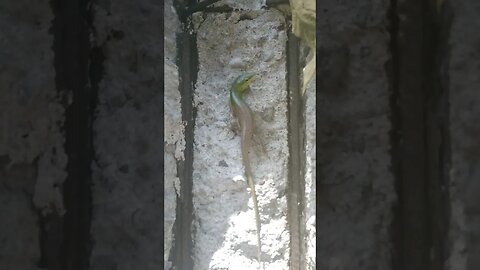 Giant Emerald Lizard in Philippines #emeraldlizard #philippines #shorts