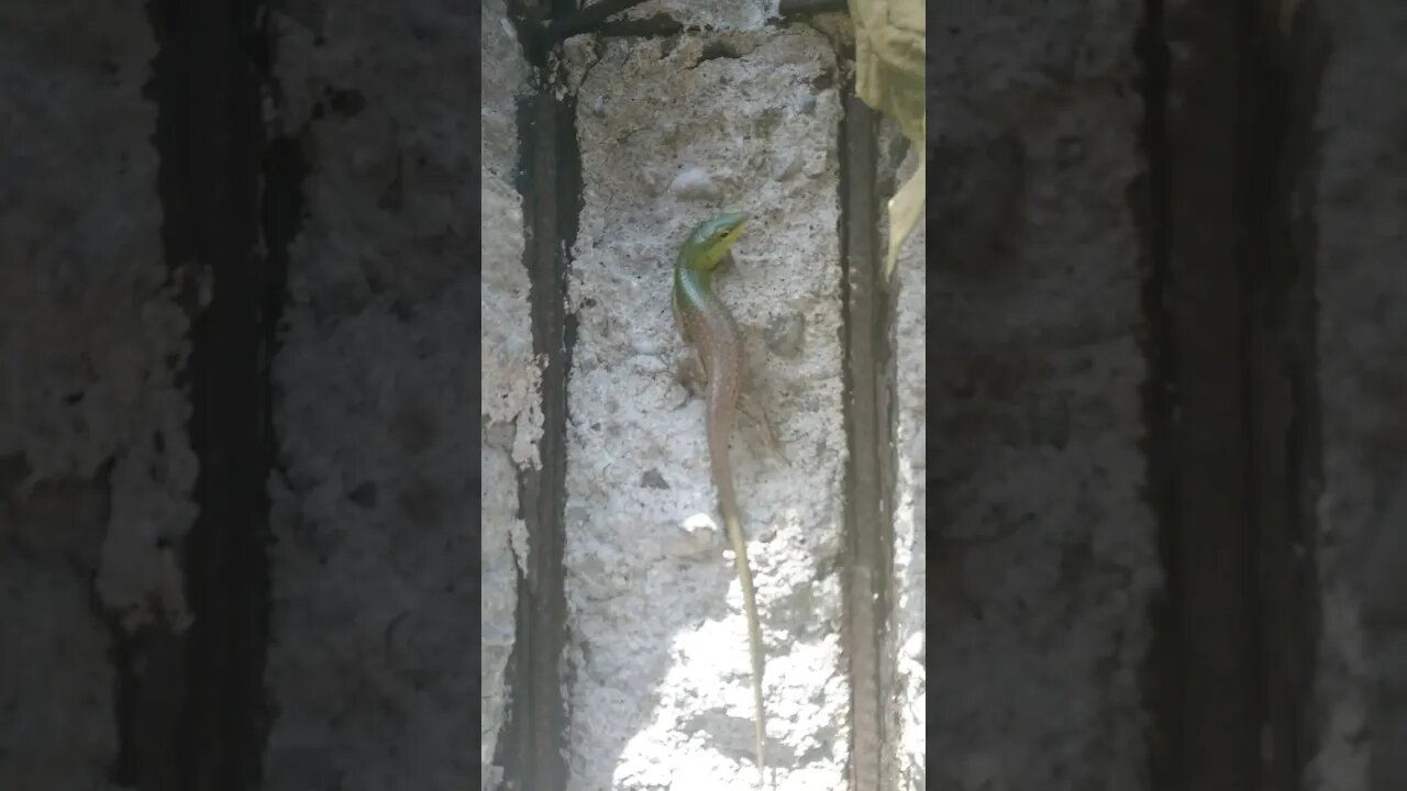 Giant Emerald Lizard in Philippines #emeraldlizard #philippines #shorts