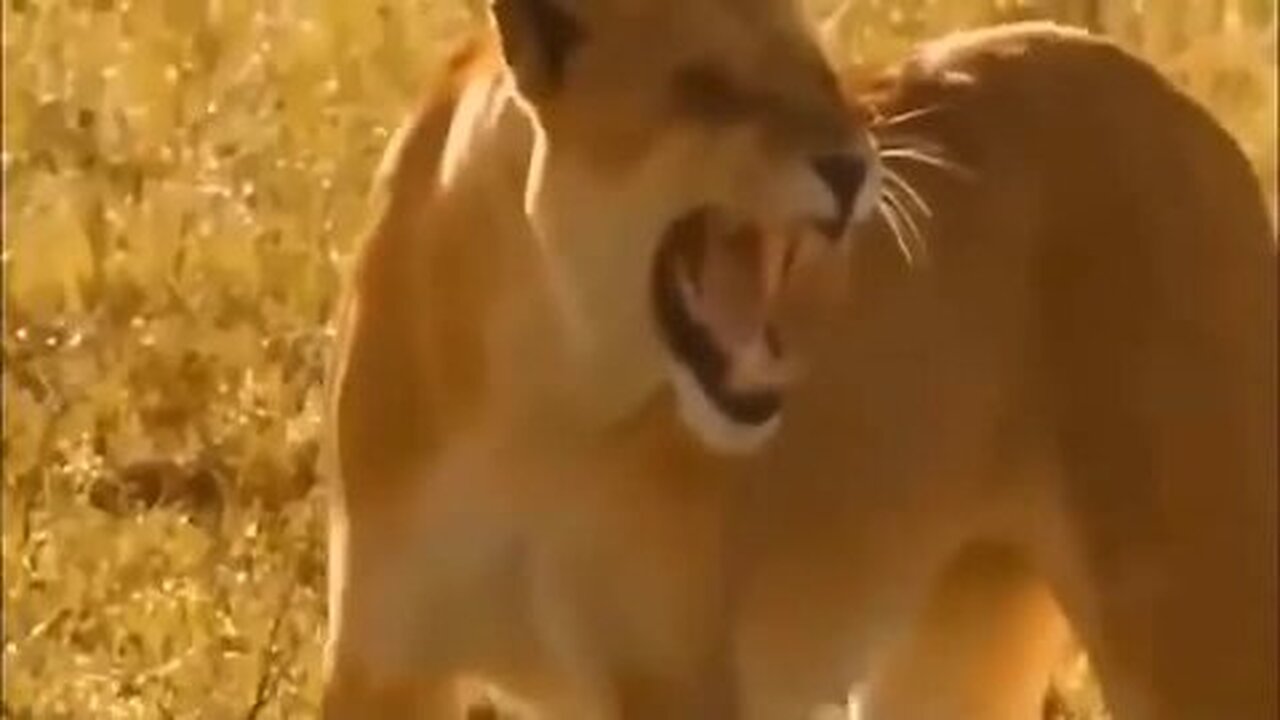 The Most Incredible Wild Animal Fights Caught On Camera 2022