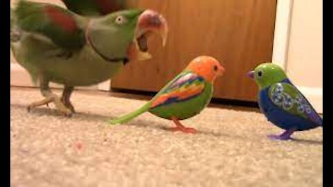 Confused Parrot Reacts to Interactive Bird Toys