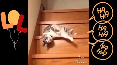 Cute kitty loves tumbling down the stairs LOL!!! + more cute cat videos