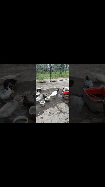 Good morning Ezra and ducks