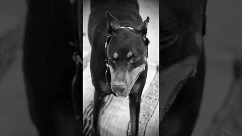 Josie the Dobie