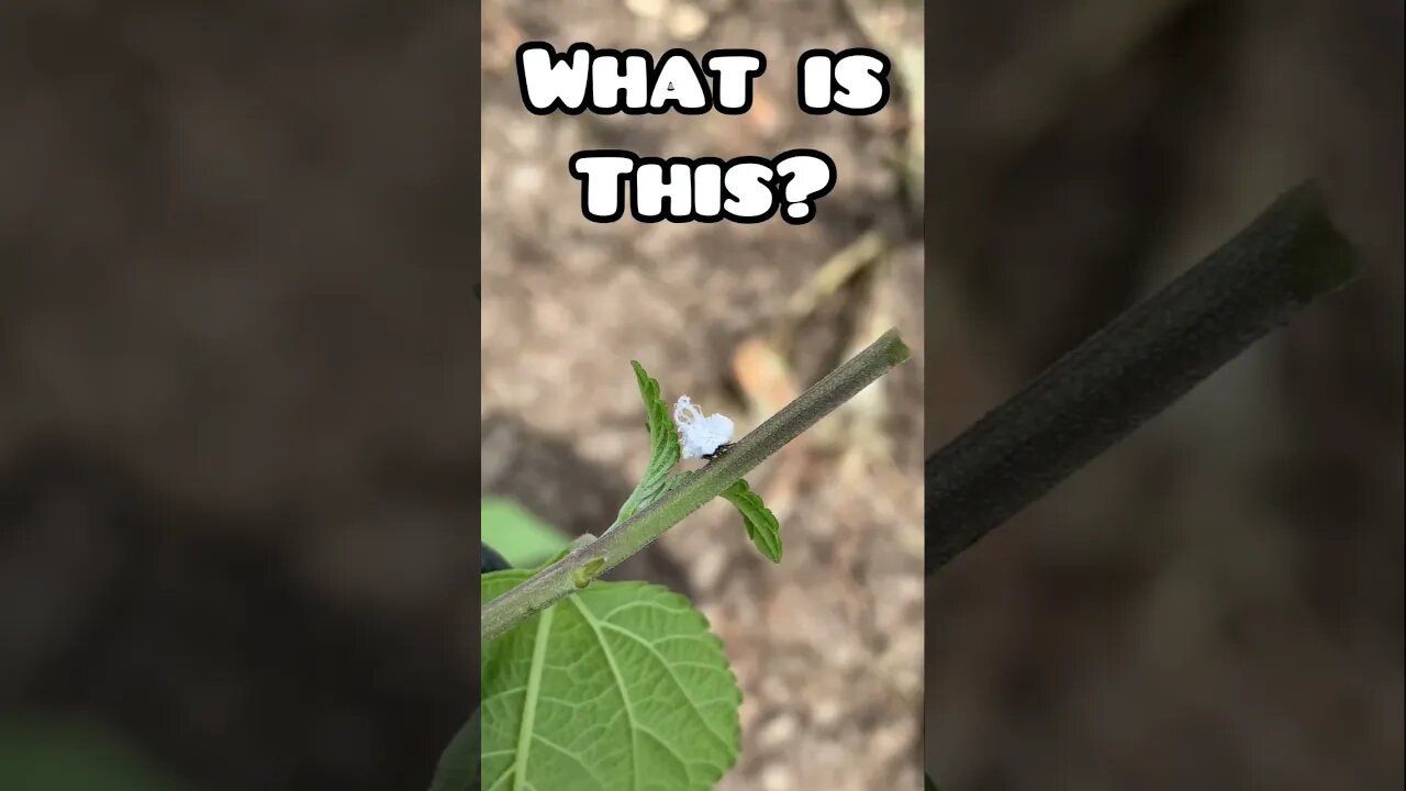 What is this? #snow #ecuador #insects #adventure #wiersmerica #interesting #weird #bugs