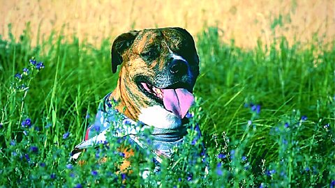 dog standing on garden