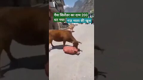 गैस सिलेंडर का दाम ₹200 कम हुए,गऊ माता सिलेंडर भराने जाते हुए।। #गैस