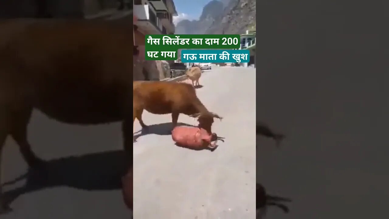 गैस सिलेंडर का दाम ₹200 कम हुए,गऊ माता सिलेंडर भराने जाते हुए।। #गैस