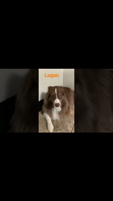 [Shorts 0152] LOGAN [#dogs #doggos #doggos #puppies #dogdaycare]