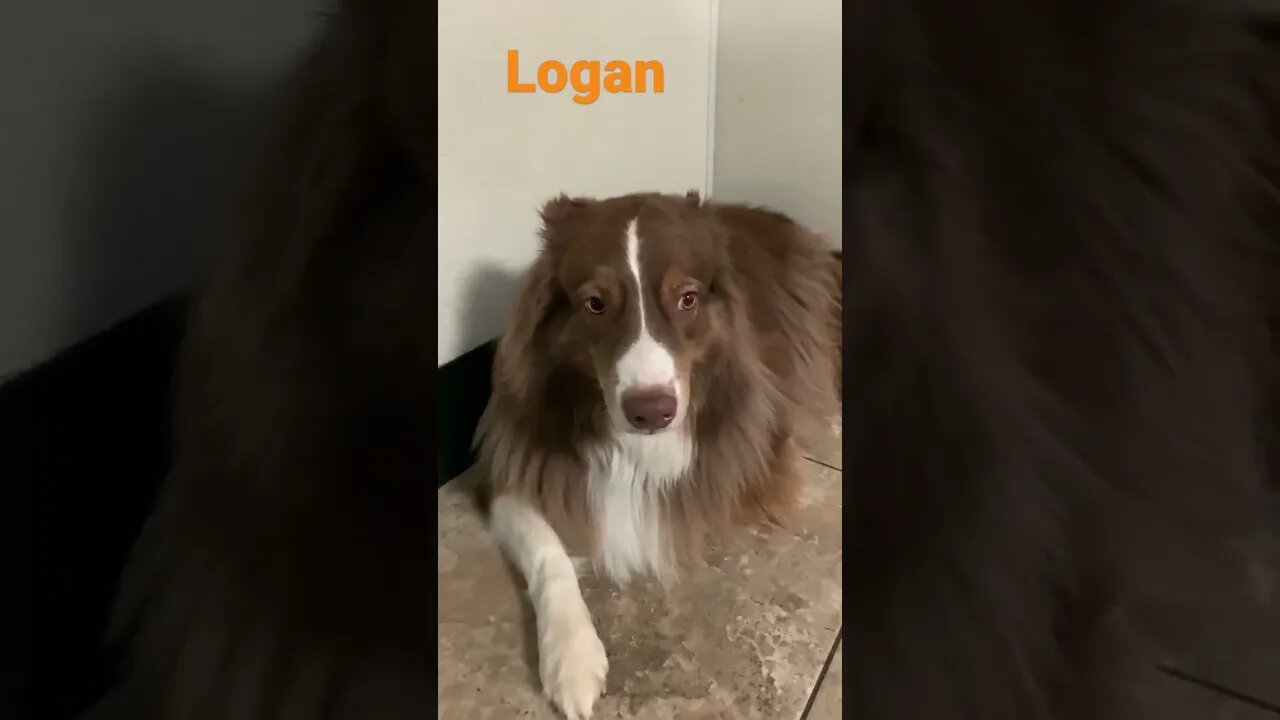 [Shorts 0152] LOGAN [#dogs #doggos #doggos #puppies #dogdaycare]