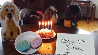 25 Adorable Animals Celebrating Birthdays