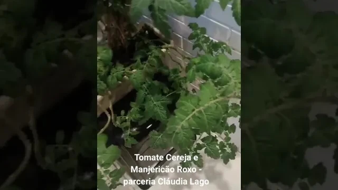Tomate Cereja e Manjericão Roxo - parceria Cláudia Lago
