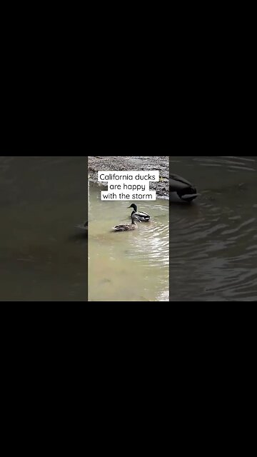 California ducks are happy with the #storm #shorts #trending #news #weather #rain #nature #reels