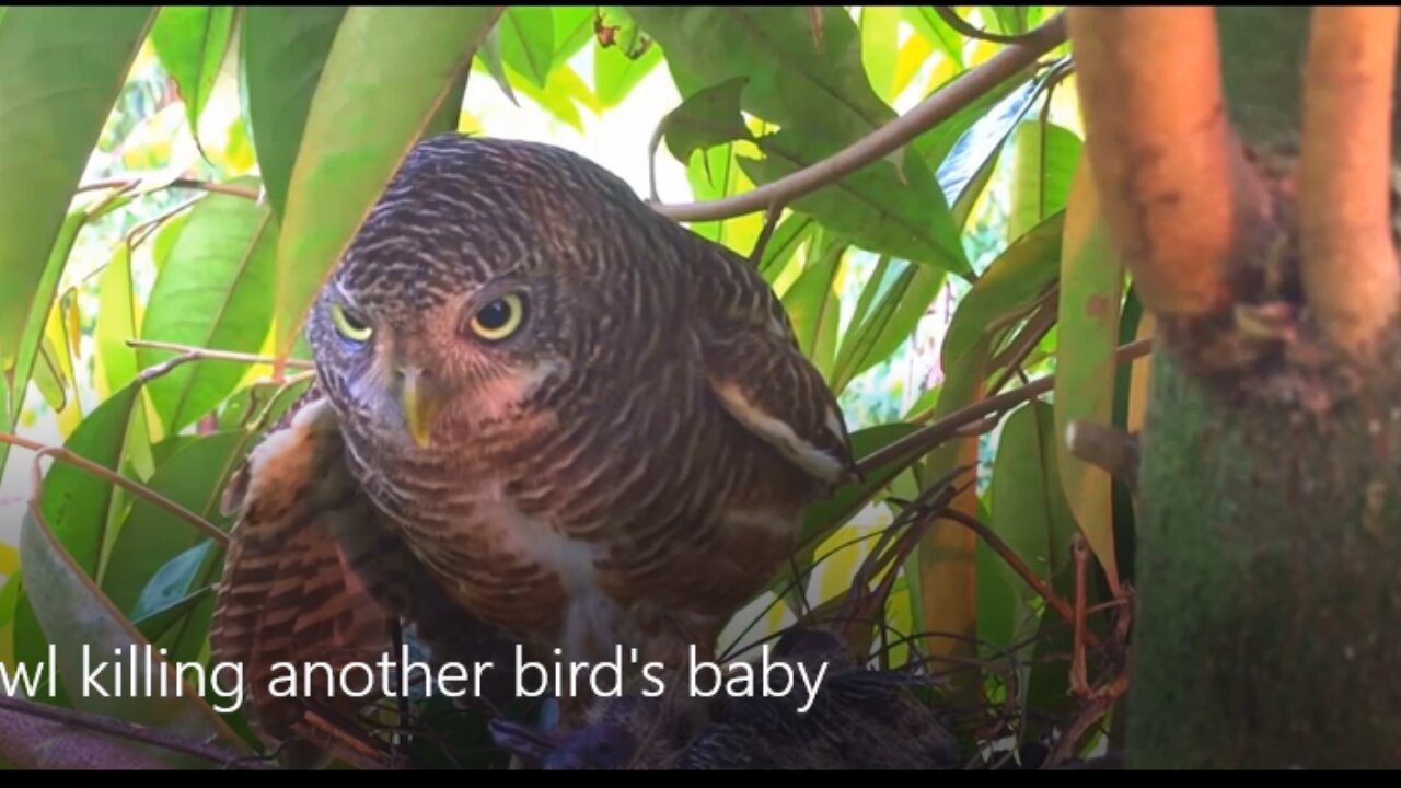 Owl killing another bird's baby