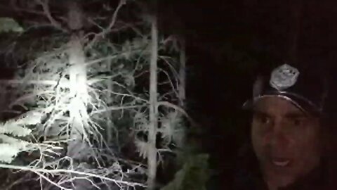 Bigfoot In My Backyard Connected to the National Forest