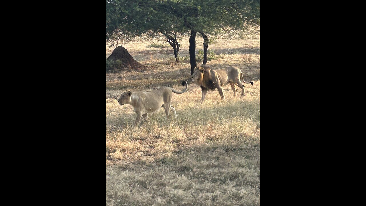 King with his queen #video Gir national park Gujarat