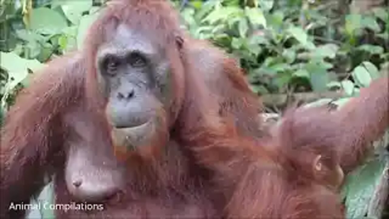 Baby Orangutan Are Adorable - Cutest Compilation