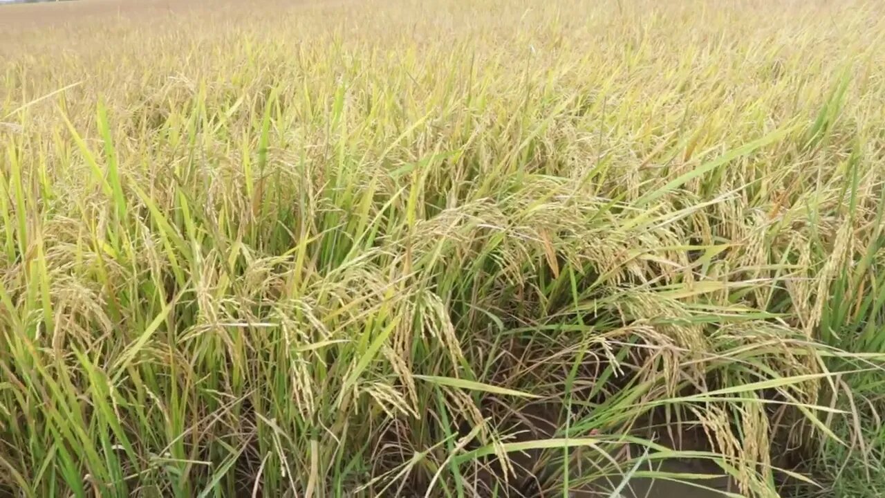 Rice Preapring to harvesting