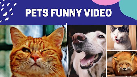 Funny pets video