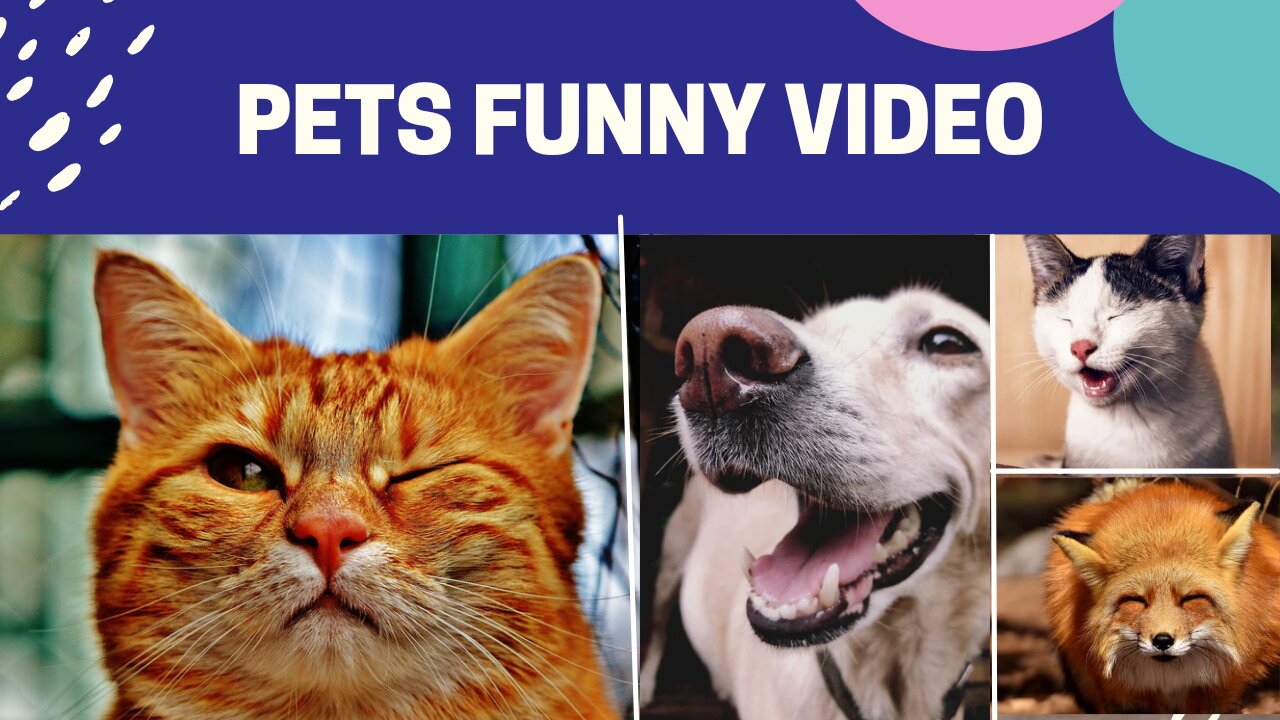 Funny pets video