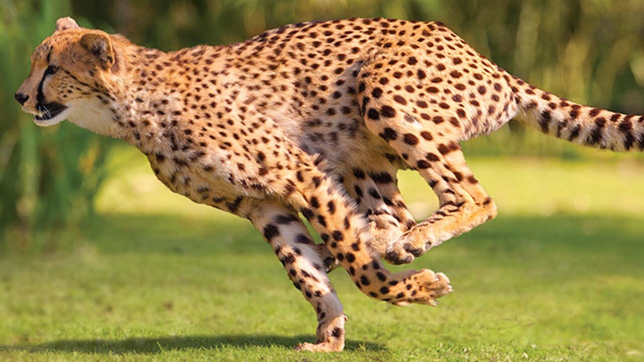 Can Velocity rescue the Gazelle from Hungry Cheetah