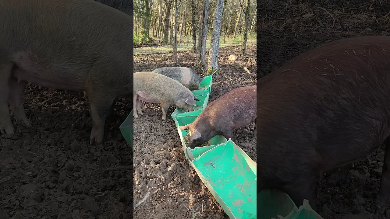 Breakfast for the Pigs @UncleTimsFarm #kärnəvór #carnivore #shorts #pigtalk