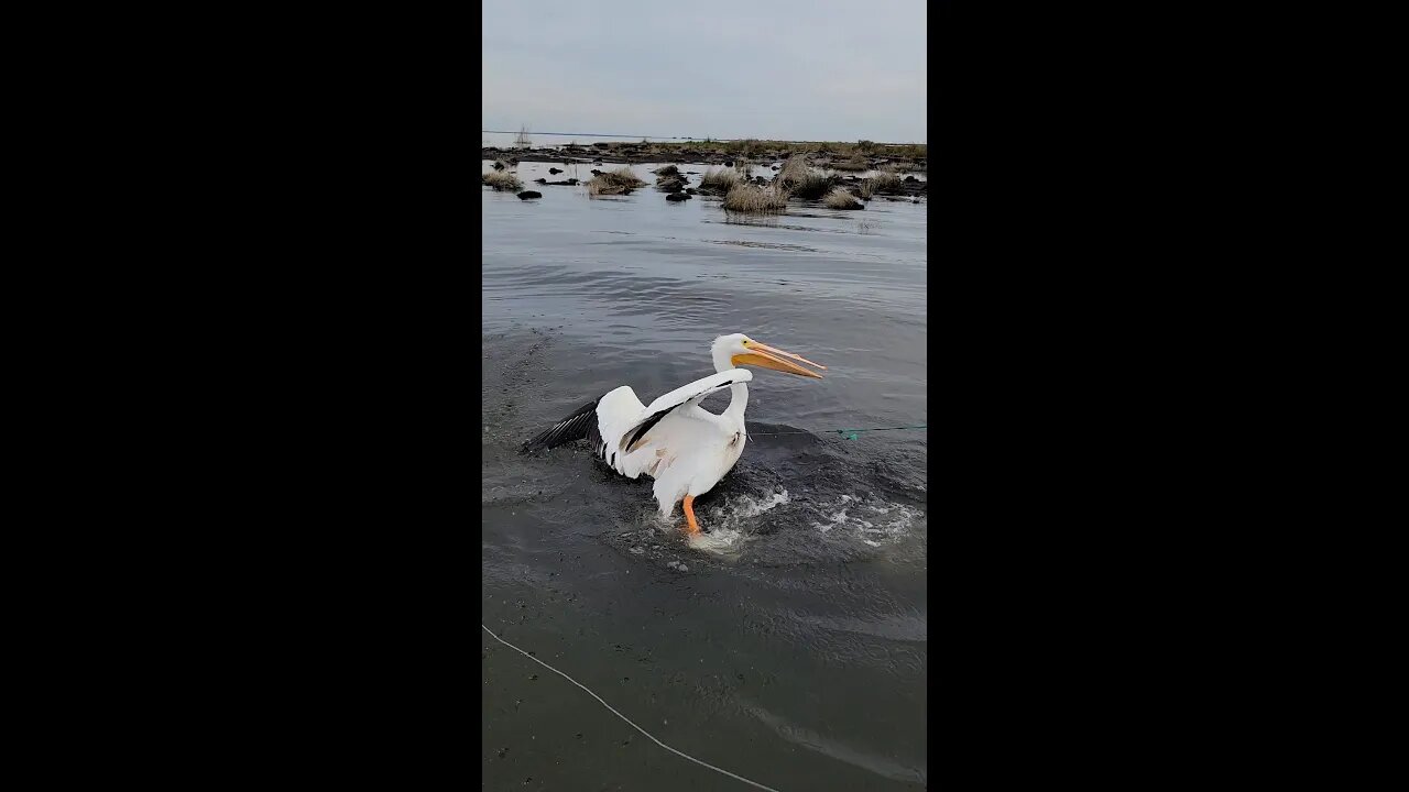 Rescuing a Pelican caught in a Jug Line (Not my Jug Line!) #shorts #fishing #saltlife #louisiana