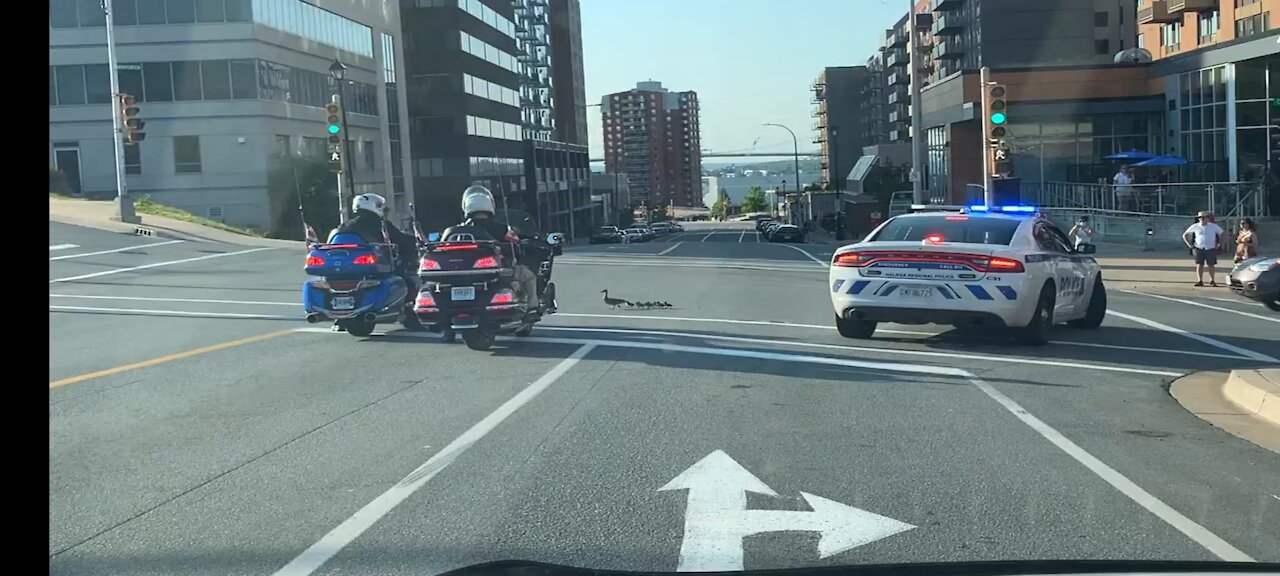 Police escorting Duck and Ducklings crossing the street