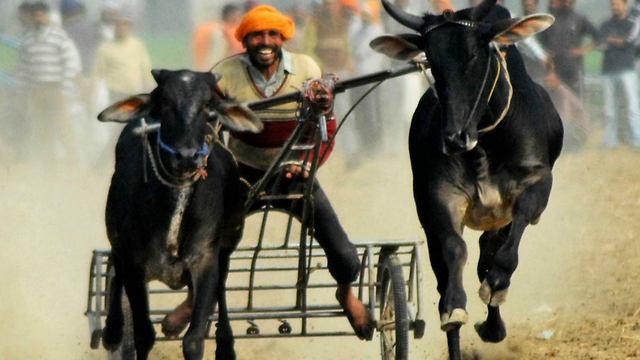 Insane Indian Rural Olympics