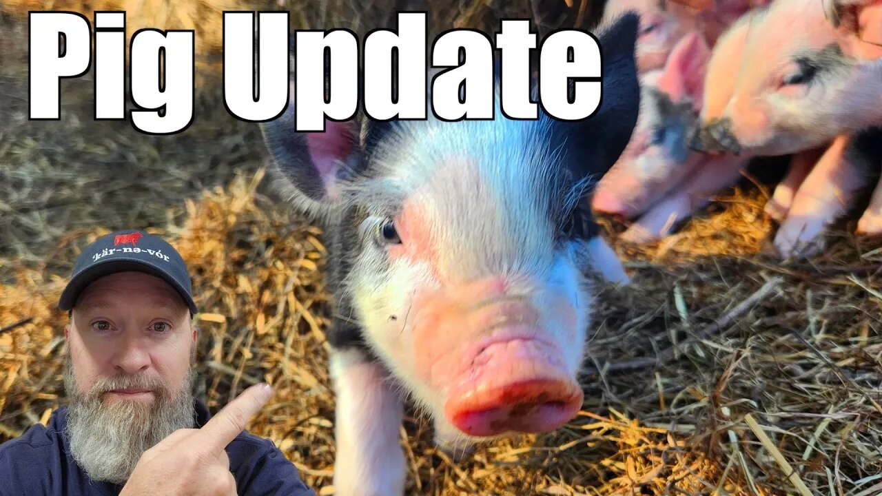 Update on the Pigs and Piglets - 3 @UncleTimsFarm