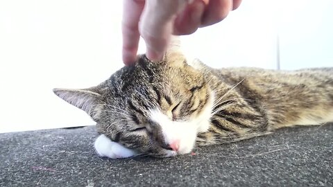 Cat Would Not Bother to Move