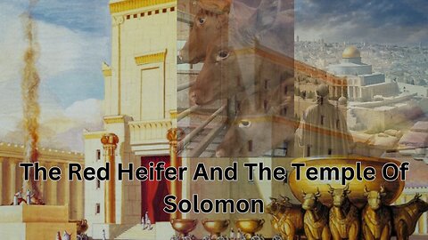 Red Heifers And The Temple//What About The Dome Of The Rock And AlAqsa🤔🤔🤔?! #christianity #redheifer