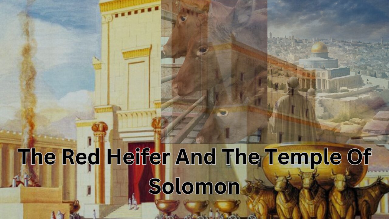 Red Heifers And The Temple//What About The Dome Of The Rock And AlAqsa🤔🤔🤔?! #christianity #redheifer