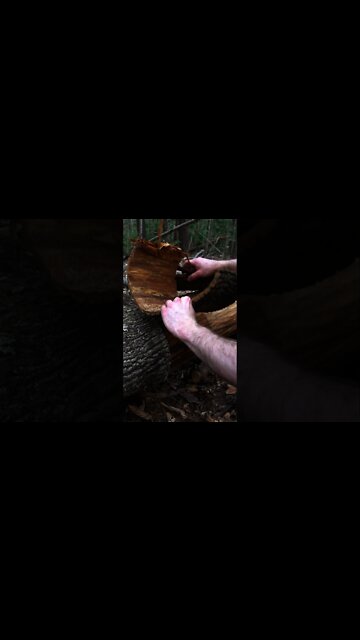 Foraging Bark Basket. How to make a Tulip Poplar Bark Basket. Bushcraft / Primitive Technology