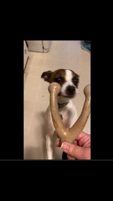 Wishbone for Princess