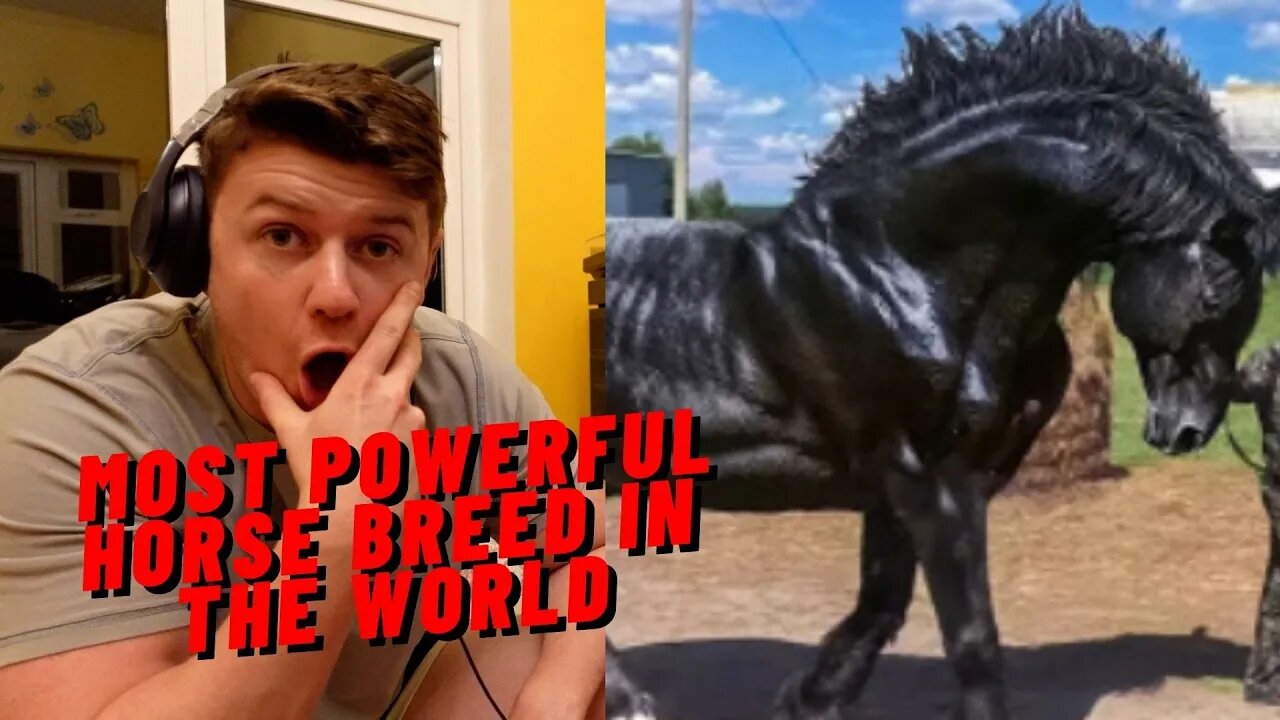 IRISH REACTION MOST POWERFUL HORSE BREED IN THE WORLD!!