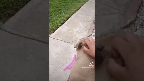 French Bulldog reaction
