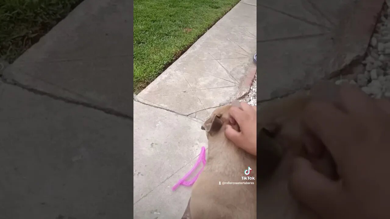 French Bulldog reaction