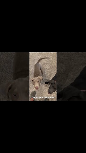 Oh no puppy mess #hedgehogshomestead