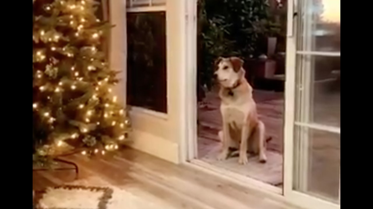 He thinks the screen door is closed, so we have to pretend to open it for him to come inside