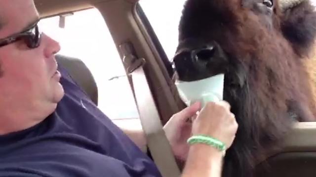 "Buffalo Sticks Its Head Into Car And Steals Cup From Man’s Hands"