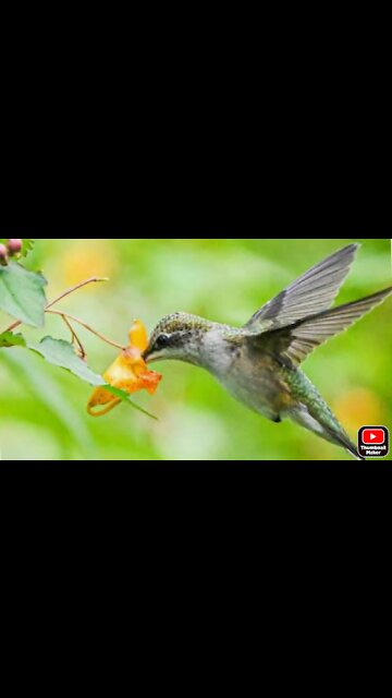 Bird's eating very beautiful moments 🐦