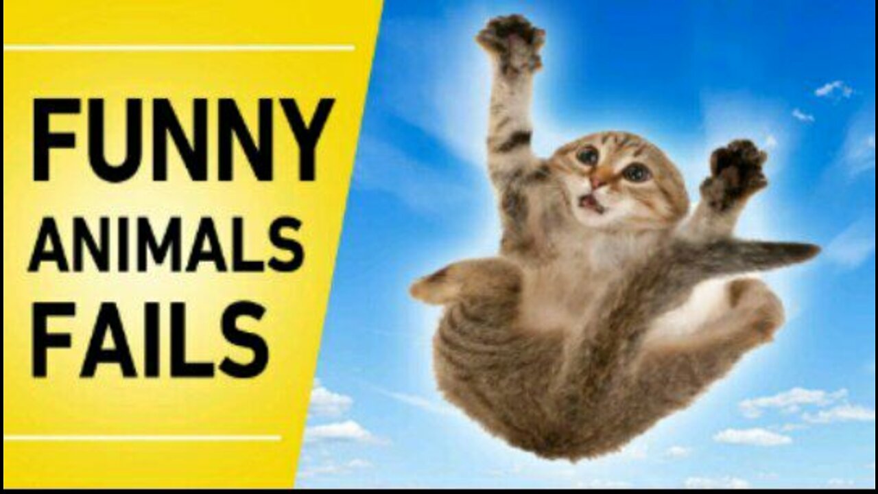 😂 Super Funny Cats Video 😹