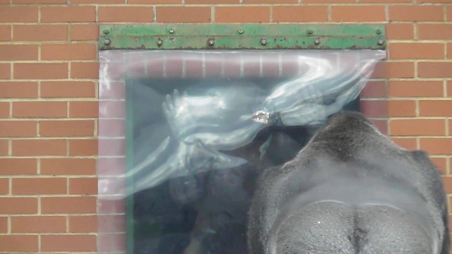 Gorilla makes faces at dad, then the unexpected happens