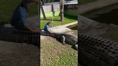 A little slip with a 15 ft saltwater croc!! @Gatorama