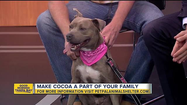 Pet of the week: 2-year-old Cocoa is a cool canine with a heart of gold