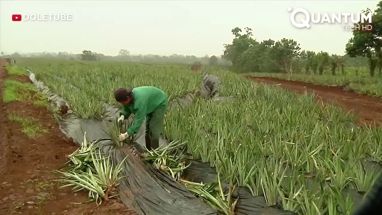 Harvesting the Most Delicious Pineapples in the World | Exotic Fruit Plantation