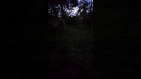 Relaxing bird sounds #relaxing #sleep#nature #windsounds #birdsounds #travel #africa#birds #forest
