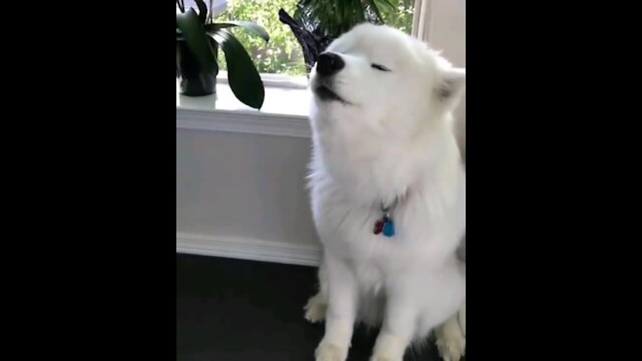How beautiful and cute it is, what days it kills
