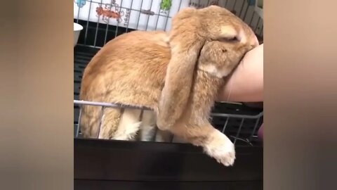 Funny videos of little bunnies 🐇 cute bunnies